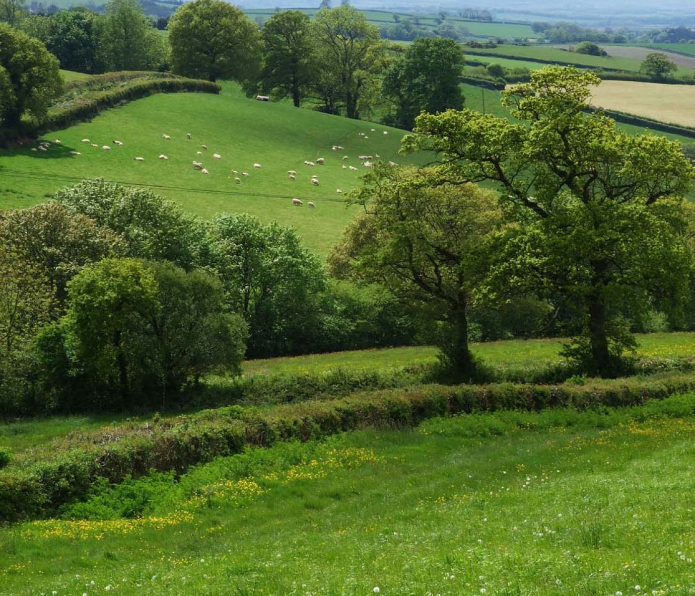 02 N Dmoor from SW of Morchard B (2)