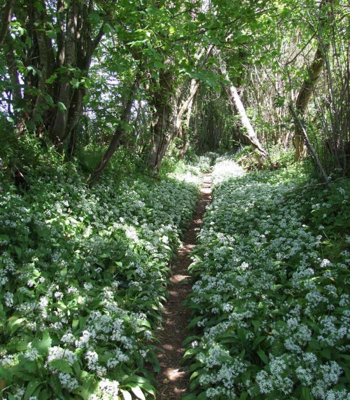 Wild garlic Flete estate (1)